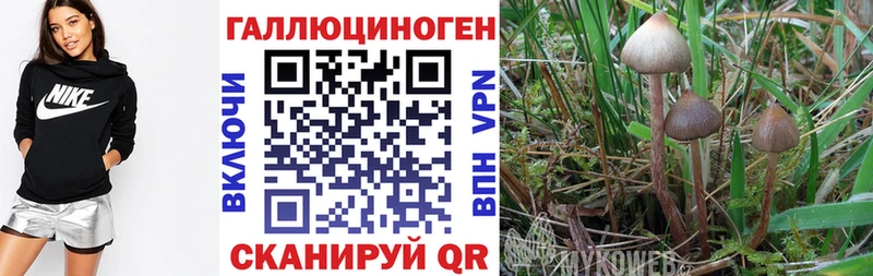 Псилоцибиновые грибы Cubensis  маркетплейс наркотические препараты  Игра  mega вход 